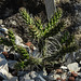 20170706 2417CPw [D~BI] Kaktus (Cylrindropuntia whipplei), Botanischer Garten, Bielefeld