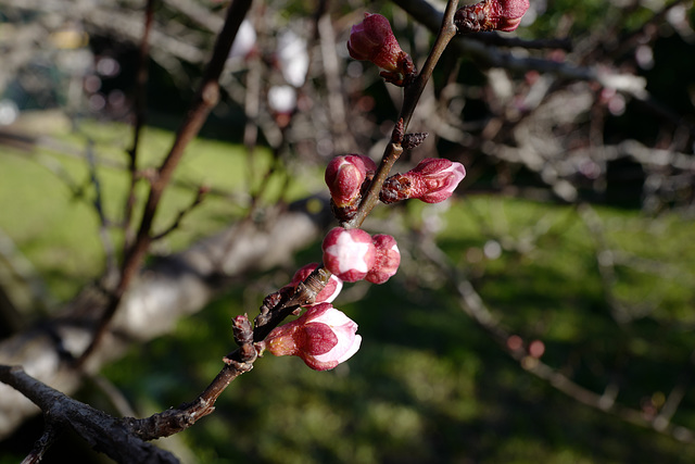 boutons fleurs d'abricotier