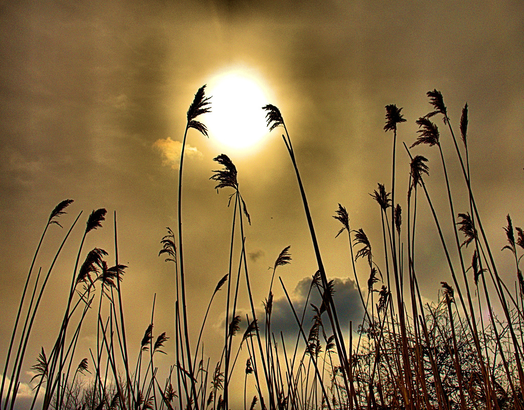 Reeds and Grasses