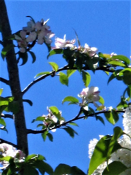 The apple blossom looks great against the deep blue sky