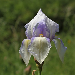 Iris 'Ma Mie'