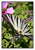 Segelfalter - Scarce swallowtail - Iphiclides podalirius