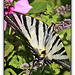 Segelfalter - Scarce swallowtail - Iphiclides podalirius