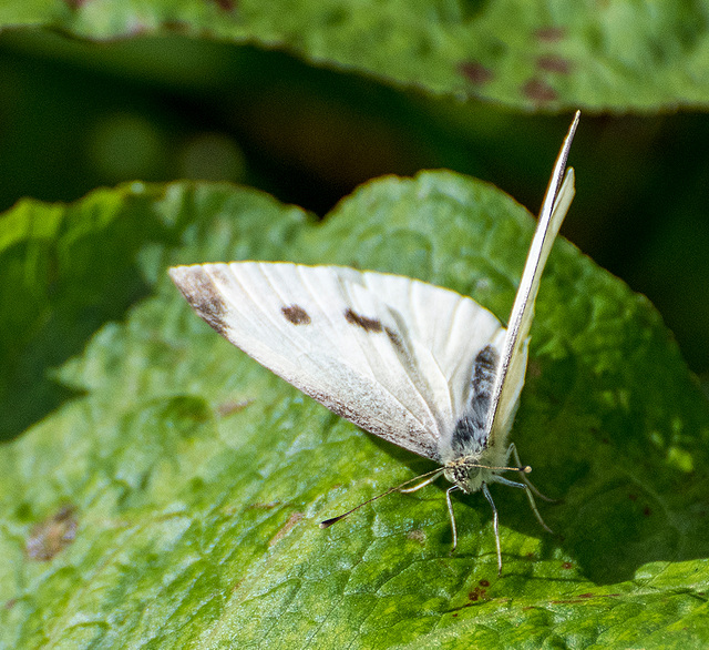 Small white butterfly3