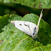 Small white butterfly3