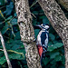 A woodpecker in the trees at Eastham woods