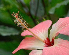 grand déploiement de la fleur