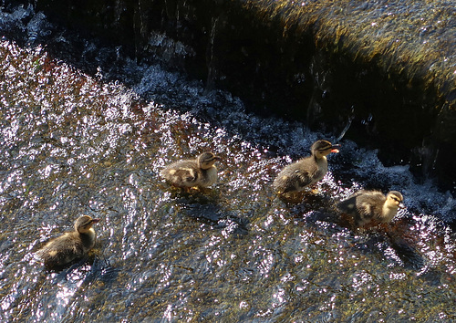 Ducklings