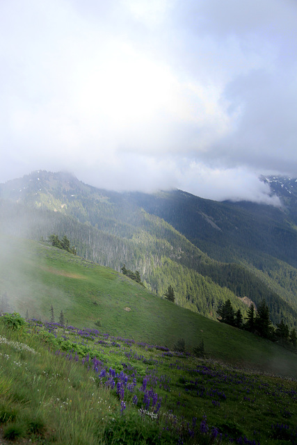 Hurricane Ridge