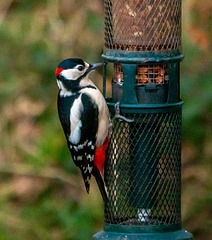 Great spotted woodpecker