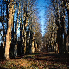 Allée du château de Chambray