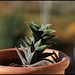 Haworthia tortuosa  v. curta (8)