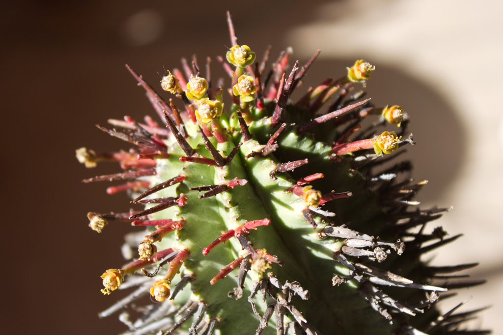 Euphorbia blossoms