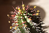 Euphorbia blossoms