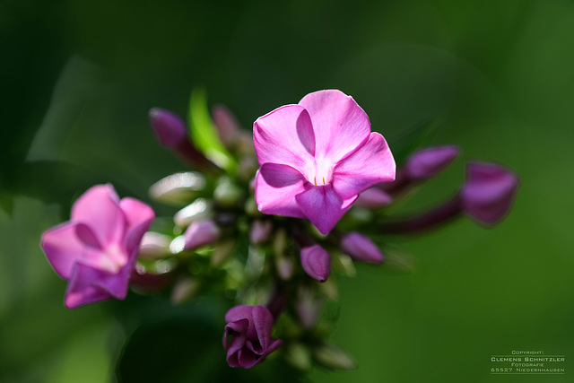 Phlox