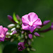 Phlox