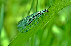 Lacewing