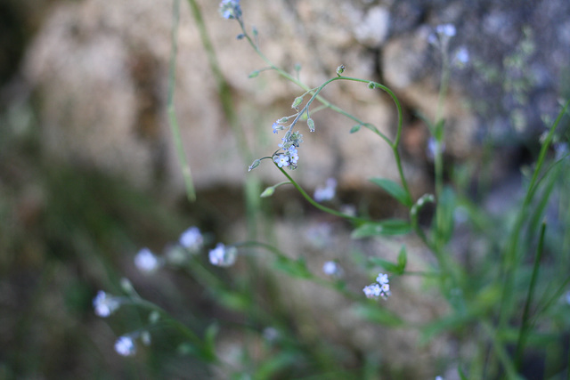 Forget-me-not