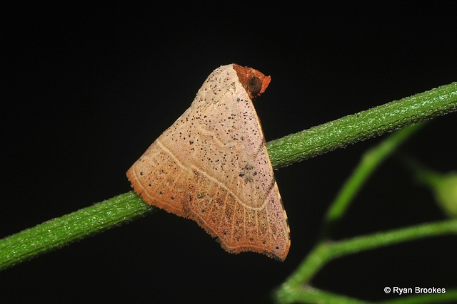 Laspeyria ruficeps (Walker, 1864)