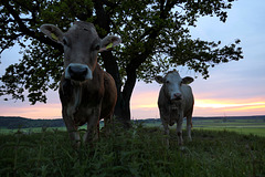 cows enjoy sunset (pip)