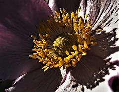 Japanese Anemone