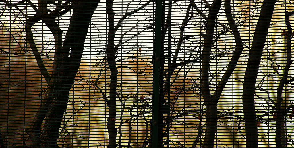 They Were Behind The Fence 4