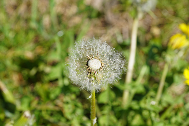 Pusteblume (Taraxacum)