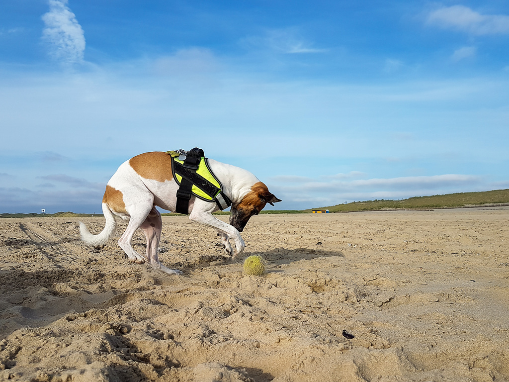 Niederlande - Petten