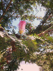 Végétation colorée du Nicaragua