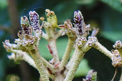 20230531 0414CPw [D~LIP] Runzelblättriger Schneeball (Viburnum rhytidophyllum), UWZ, Bad Salzuflen
