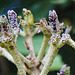 20230531 0414CPw [D~LIP] Runzelblättriger Schneeball (Viburnum rhytidophyllum), UWZ, Bad Salzuflen