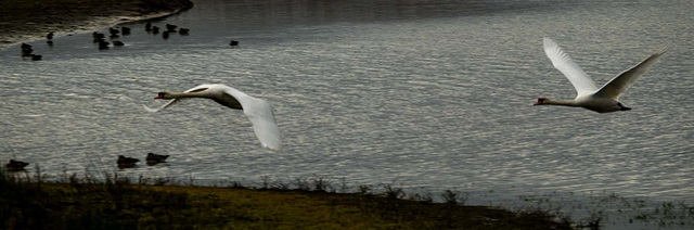 Mute swans