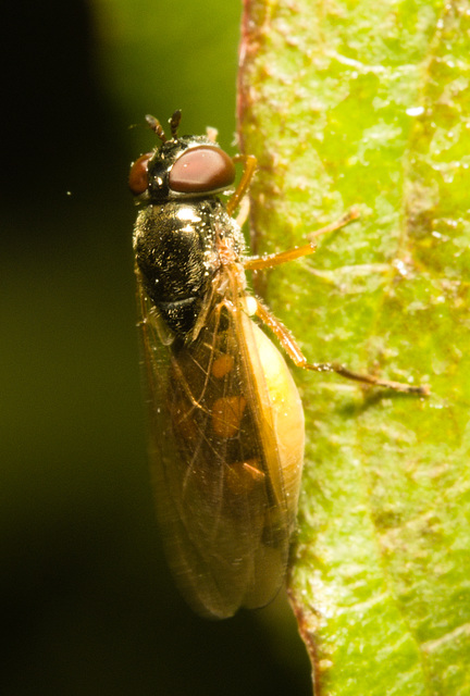 IMG 0331 Hoverfly-1