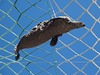 Dolphin flying the skies