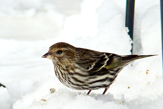 Pine Siskin