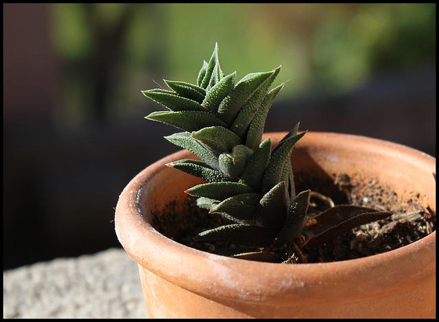 Haworthia tortuosa  v. curta (10)