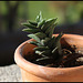 Haworthia tortuosa  v. curta (10)