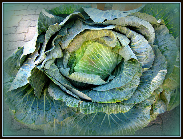 317/365 - Cabbage for all...