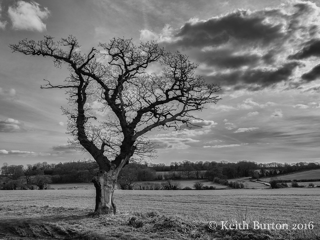 Lone Tree