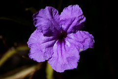 Mexican Petunia flower