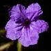 Mexican Petunia flower