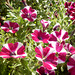 077  Dankbar im Blumenkasten - Petunia x axillaris