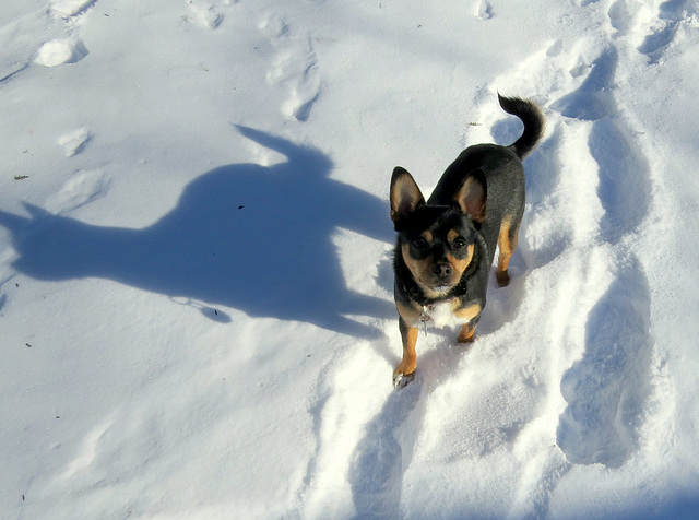 Maggie likes snow