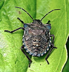 Shield Bug......ID help please