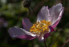 Japanese Anemone