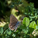 Brown butterfly id