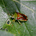 20110519 2942RMw [D~MI] Wanze, Großes Torfmoor, Hille
