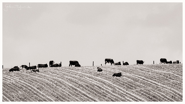 The Bovines and The Bird The Bovines and The Bird