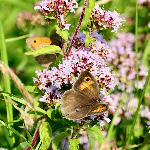 Ochsenaugen