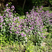 Silberblatt (Lunaria)
